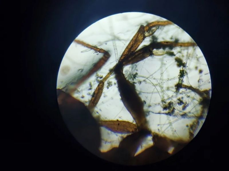 �Ϸ����p���׃��@�������F��Ȼ�ӷֈ@�������О�ʄt �`�Ј�(zh��)�̳��Z