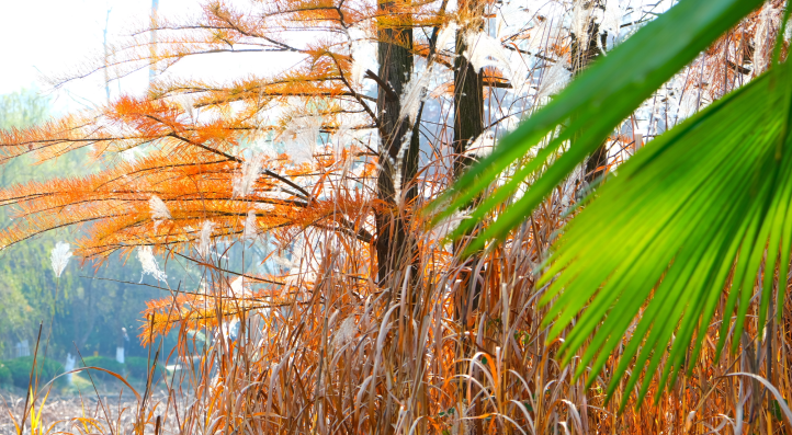 �Ϸ��оG��С�W(xu��) �����䣺�W(xu��)����˼�t��