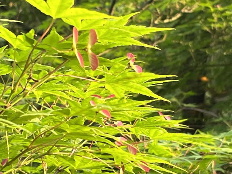 ��������С�W���c�����̌W�o�P�������ȫ������