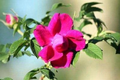 �m���е���ʮ���ЌW���m�԰lչ ���˳ɲ�