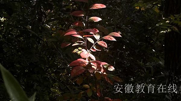 ���ӌW�����y��Ҫ�����T�\���᣿