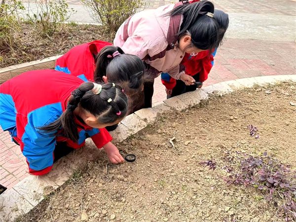 ��Ӵ�С�W�����ڄ�+�ƌW��ֲ�九���}���